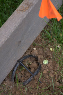 A tripped mole trap