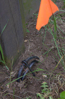 Set Scissor Mole Trap