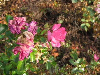 Little Mischief landscape rose